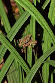 Image result for Hypolytrum heteromorphum