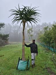 Image result for Aloidendron barberae