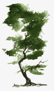 Palm tree christmas tree pine tree oak tree tree branch dead tree tree clipart. Watercolor Tree Png Transparent Watercolor Tree Png Image Free Download Pngkey