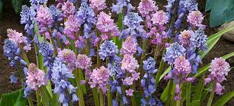 Prune them after flowering for best results, since next year's flowers comes on old. The Best Bulbs For Shade Breck S