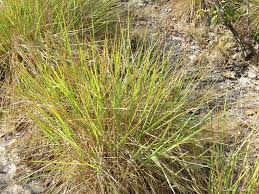 Image result for Hyparrhenia rufa