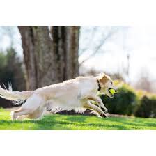 We reviewed 14 products currently on the. Stay Play Compact Wireless Fence By Petsafe Pif00 12917