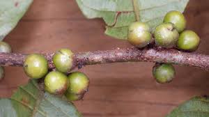 Image result for Bridelia atroviridis