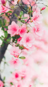 Dank Je Baby Gn Hoofdpijn Vandaag Leuke Achtergronden Bloemen Beautiful
