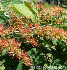 Image result for Combretum microphyllum