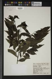 Image result for Diospyros abyssinica