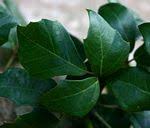 Image result for Rhoicissus rhomboidea