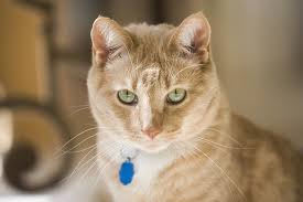 You cannot feel a normal cat armpit lymph node. Cancer In Cats Symptoms And Treatment