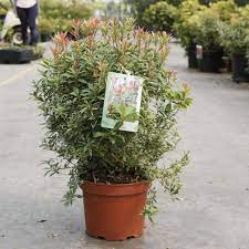 Check spelling or type a new query. Pieris Japonica Little Heath Kaufen Sie Pflanzen Bei Coolplants