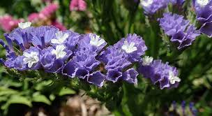 A natural violet colour bloom. Hd Wallpaper Flower Purple Statice Everlasting Garden Nature Flowering Plant Wallpaper Flare