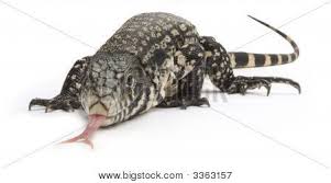 Argentine Black And White Tegu For Sale Ontario Black And White Tegu Lizard Poster Id 3363157 Tegu Lizard Tegu Lizard