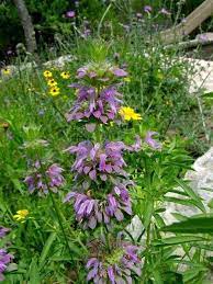 Lemon Mint Lemon Balm Purple Horsemint Lemon Bee Balm Beebalm Monarda Citriodora Shown In July With Other Native Wildfo Bee Balm Trees To Plant Tree Care