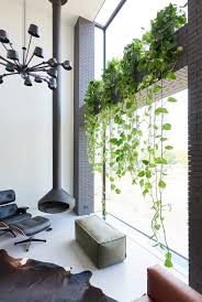 That being said, for your bougainvillea to truly thrive indoors, maintain temperatures around 60 to 70 degrees fahrenheit. August 2018 Devil S Ivy Houseplant Of The Month Flower Council
