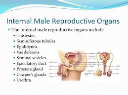 This organ is composed of erectile tissue. Male Reproductive System Ppt Video Online Download