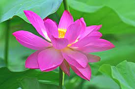 Lotus Flower Flowers Colorful Flowers Plants