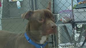 Find our events on pet haven's facebook page! City S Largest Pet Adoption Event Goes Virtual