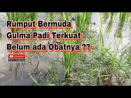 Rumput grinting latarbelakang rumput grinting ( cynodondactylon ) adalah jenis rumput yang memiliki kemampuan agak berlebihan. Cara Menangani Gulma Rumput Bermuda Youtube