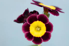 Image result for Tricliceras auriculatum