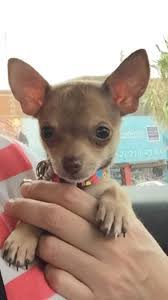 Chikita Cute Chihuahua Chihuahua Puppies Chi Dog