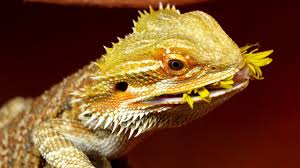 As adults, they should measure between. Can Bearded Dragons Eat Dandelions The Pet Supply Guy