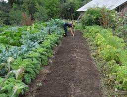 Podrás plantar tus propios tomate, lechugas o patatas. Huerto Ecologico En Casa Que Se Necesita Para Empezar A Cultivar