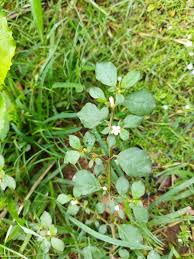 Image result for Dicoma capensis