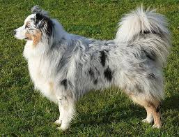 Meet this athletic and affectionate breed! Dog Breed Quiz Australian Shepherd Dogs Dog Breeds
