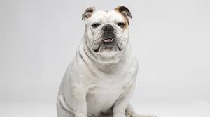 Sadly, no dog breed lives as long as we wish they would, but it's nice to know about how many including the staffordshire bull terrier, american staffordshire terrier, and american bulldog. Different Bulldog Breeds To Consider