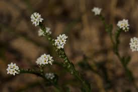 Image result for Euploca ovalifolia