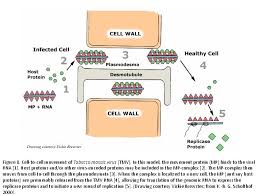 Maybe you would like to learn more about one of these? Virus Overview General Characteristics Of Viruses Structure Of