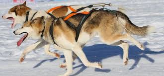 Wir möchten unser rudel verkleinern. Schlittenhunde Wollt Ihr Denn Ewig Rennen Technik Faz