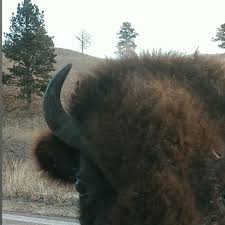 Black Hills Parks Forests On Instagram Ask A Jr Ranger Question Bhpfa Askajrranger Bison Hill Park Park Forest Buffalo Animal