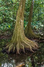 Rainforest Tree In Corcovado National Park Costa Rica Rainforest Trees Tree Old Trees