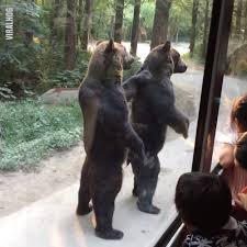 Standing Bears Get Thrown Food By Tourists | These bears have figured out the best way to get free food 😂🐻 | By LADbible | Facebook