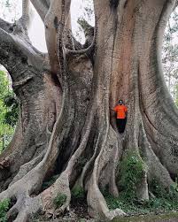 Image result for Ceiba