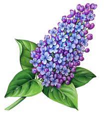 Flowers Stock Art Illustrations Douglas Schneider Illustration Lilac Tattoo Flower Drawing Flower Art