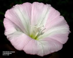 Image result for Convolvulaceae