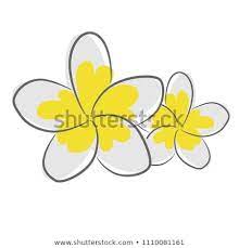 Plumeria Flower Or Frangipani Flower Illustration Vector Flower Illustration Plumeria Frangipani