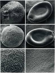 Image result for Marsilea subterranea