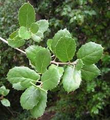 Coastliveoak Leaf Habitat Garden Plant Leaves Leaves
