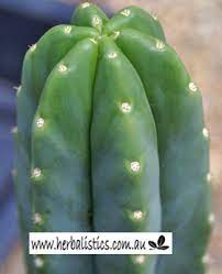 This native of peru and ecuador likes heat and performs best at sustained temperatures well above 50 degrees f throughout the growing season. Trichocereus Pachanoi San Pedro Cactus Herbalistics