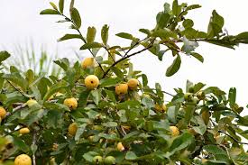 Image result for Psidium guajava