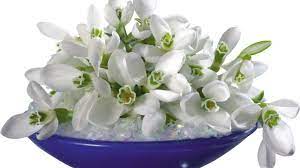 صور ورود بيضاء في غاية الروعة والجمال spring wallpaper home decor decor