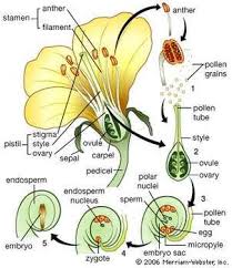 Life Cycle Definition Types Facts Biology Plants Plant Life Cycle Life Cycles