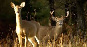 Michigan Dnr Encourages Hunters To Have Deer Checked For Cwd Deer Hunting Season Deer Hunters Deer Hunting