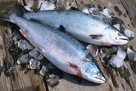 1 sdm minyak zaitun untuk mengoles pan. 10 Manfaat Dan Khasiat Ikan Salmon Kepala Baja