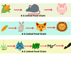 They live in bumps or nodules on the roots of certain plants. Complete Guide Of Food Chain Food Web Levels In Food Chain