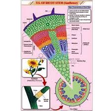 t s dicot stem chart india t s dicot stem chart