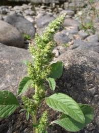 Image result for Amaranthus hybridus