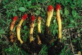 Image result for Balanophoraceae